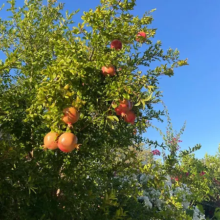 Δωμάτια σε οικογενειακή κατοικία Beautiful Πάφος
