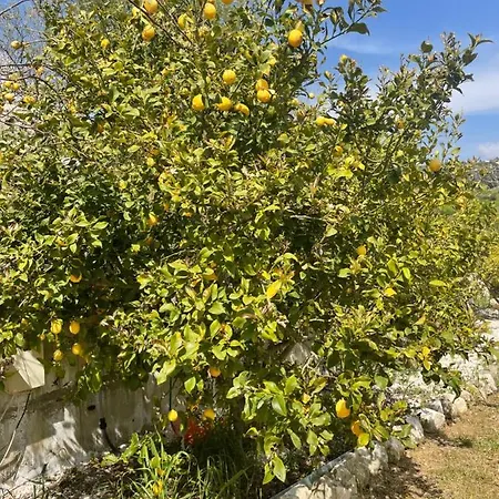 Проживание в семье Beautiful *