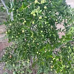 Beautiful Alloggio in famiglia Paphos